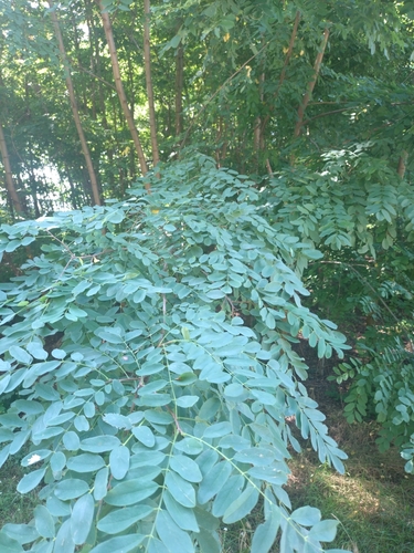 black locust