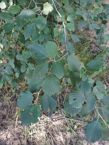 Наблюдение на iNaturalist