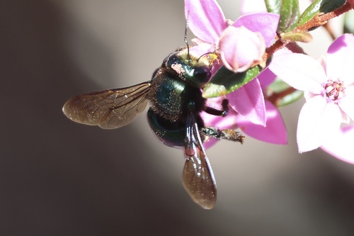 Golden-green Carpenter Bee