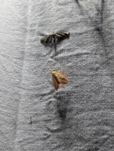 Rosy Footman