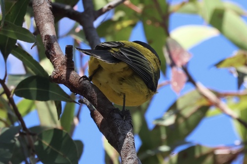 Golden Whistler
