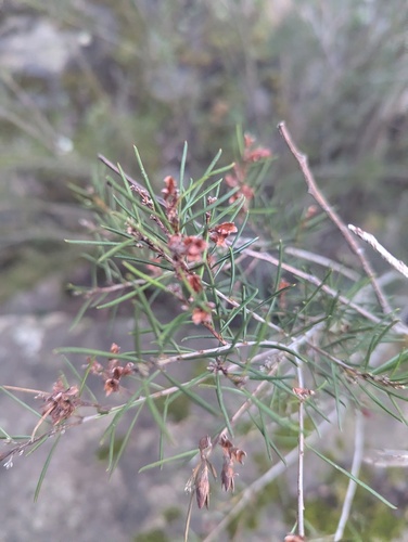 Dillwynia oreodoxa observed 2026-08-02