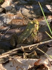 Lithobates clamitans