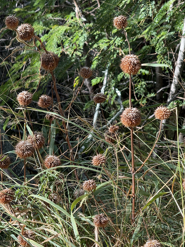 Leonotis nepetifolia observed 2026-08-03
