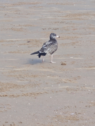 Black-tailed Gull