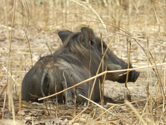 Phacochoerus africanus