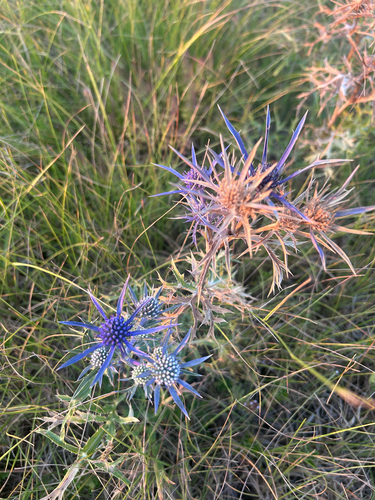 Italian Eryngo