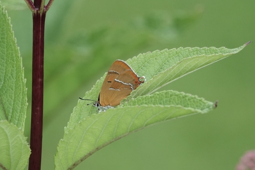 Brown Hairstreak