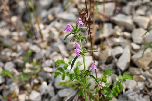 Red Hemp-nettle