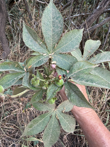 Jatropha gossypiifolia, 2026-08-03