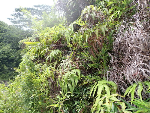Dicranopteris linearis observed 2026-08-03