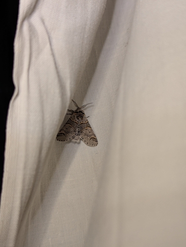 Sallow Kitten