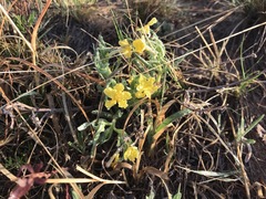 Lithospermum incisum