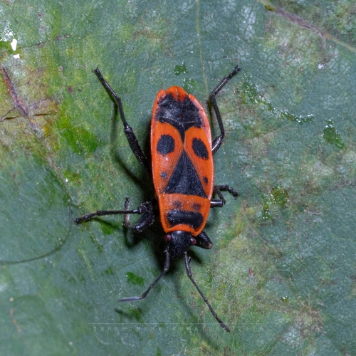 European Firebug