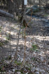 Aurantioporthe corni