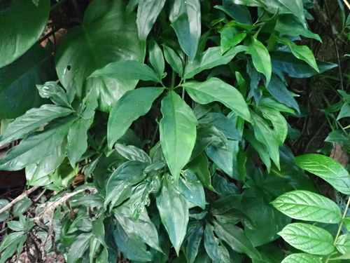 Syngonium angustatum observed 2026-08-03
