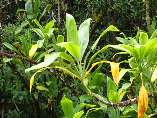 Cordyline fruticosa observed 2026-08-03