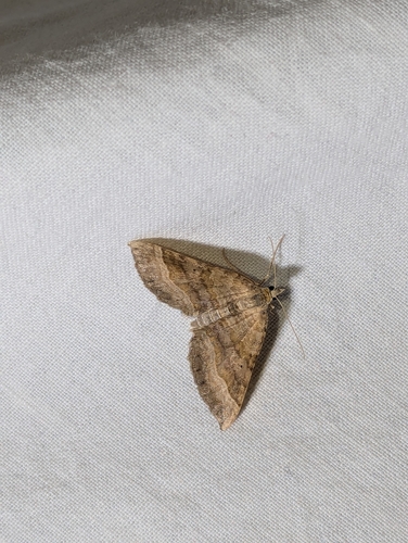 Shaded Broad-bar