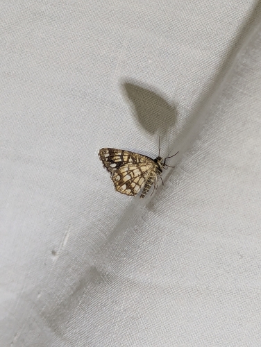 Latticed Heath
