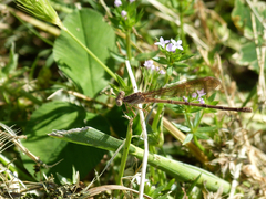 Argia sedula