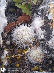 Mammillaria albilanata tegelbergiana