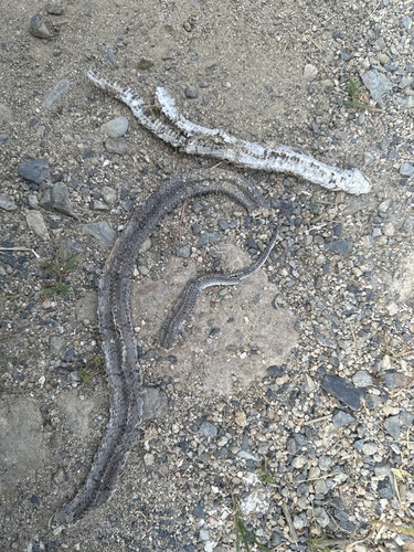 Chinese Kukri Snake