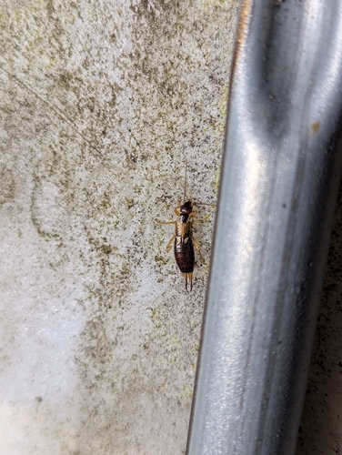 European Earwig