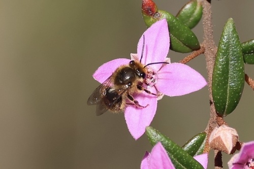 Late-flying Hairy-Cellophane bee