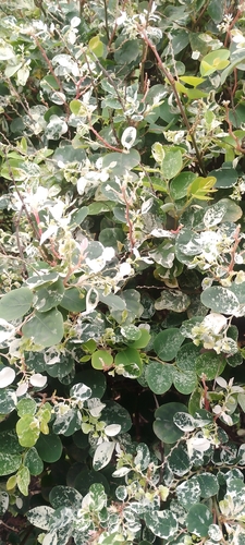 Snowbush