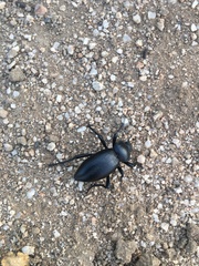 Coleoptera