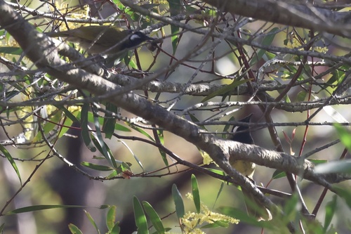 White-eared Honeyeater