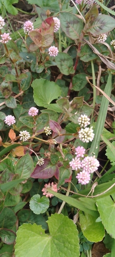 pink knotweed