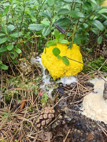 Dog Vomit Slime Mold