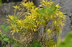 Melicope denhamii