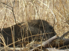 Phacochoerus africanus