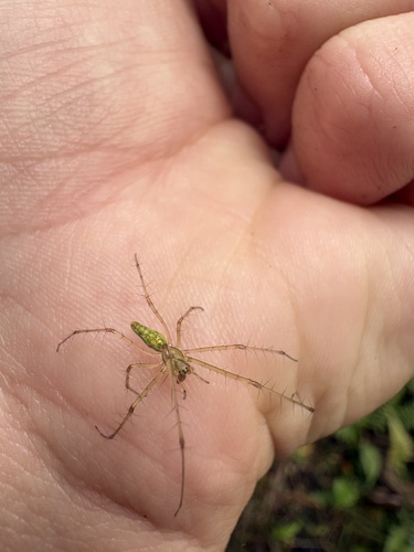 Tetragnatha observed 2026-08-02