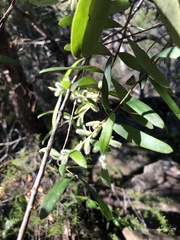 Persoonia mollis