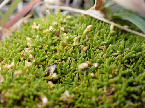 Scleranthus biflorus, photograph 4