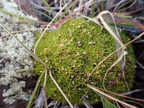 Scleranthus biflorus, photograph 3
