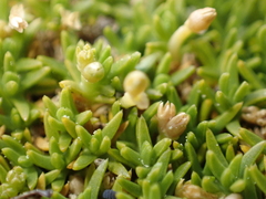 (c) Liadan Dickie, some rights reserved (CC BY) Scleranthus biflorus, photograph (c) Liadan Dickie, some rights reserved (CC BY)