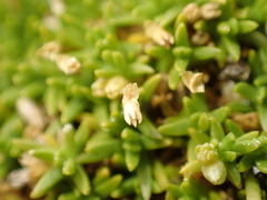 Scleranthus biflorus, photograph (c) Liadan Dickie, some rights reserved (CC BY)