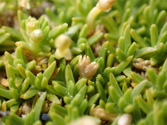 (c) Liadan Dickie, some rights reserved (CC BY) Scleranthus biflorus, photograph (c) Liadan Dickie, some rights reserved (CC BY)