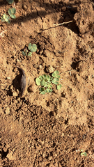 Oxalis obliquifolia, photograph author not stated, no rights reserved