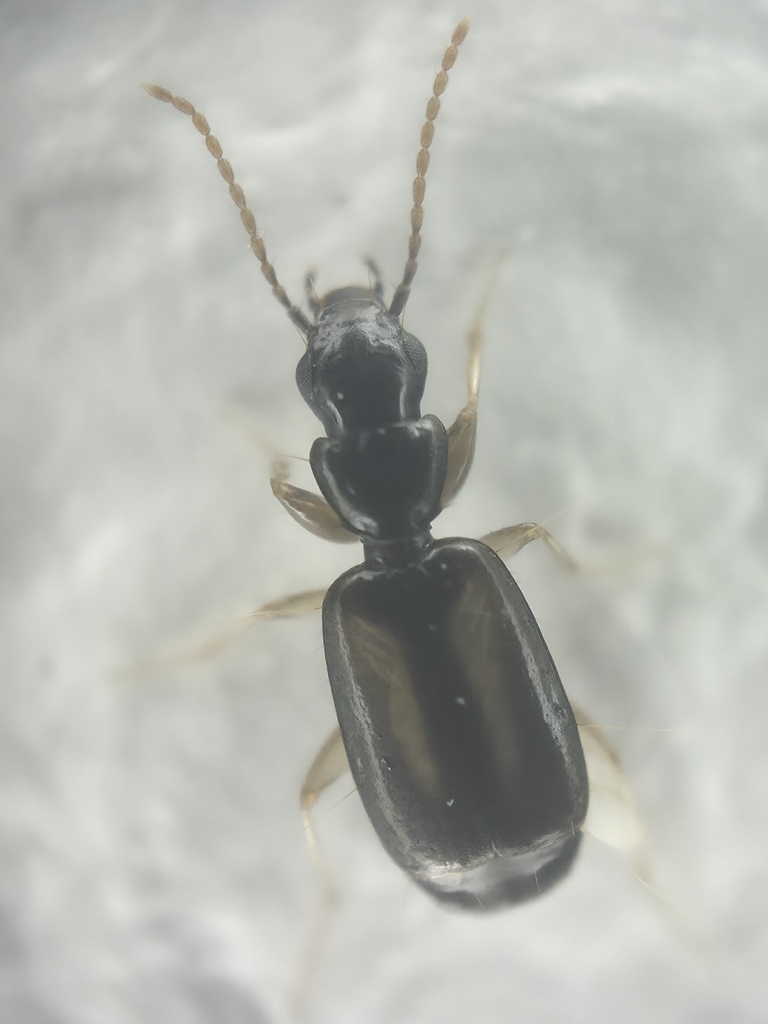 Microlestes baudii