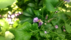 Orychophragmus violaceus