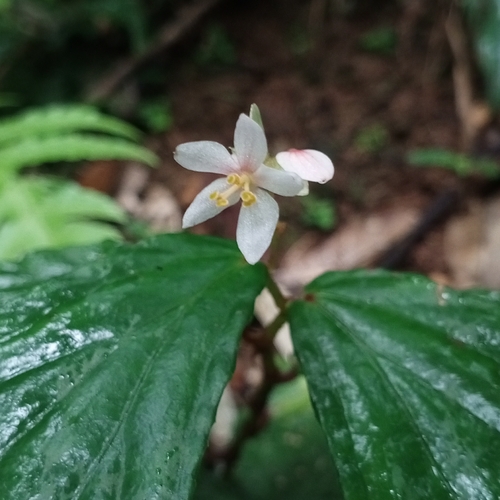 Begonia cumingiana observed 2026-07-31