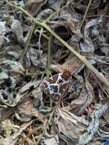 Garden Tiger