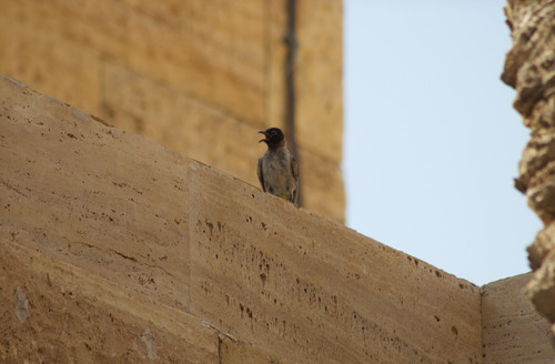 White-spectacled Bulbul