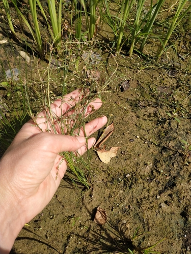 Наблюдение на iNaturalist