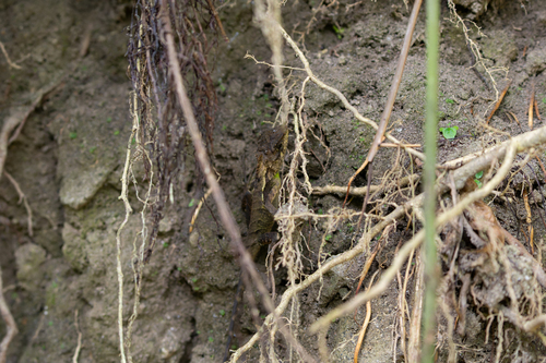 Anderson's Mountain lizard, Japalura andersoniana